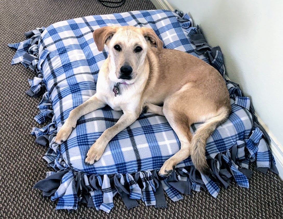 Diy Dog Bed Cover No Sew