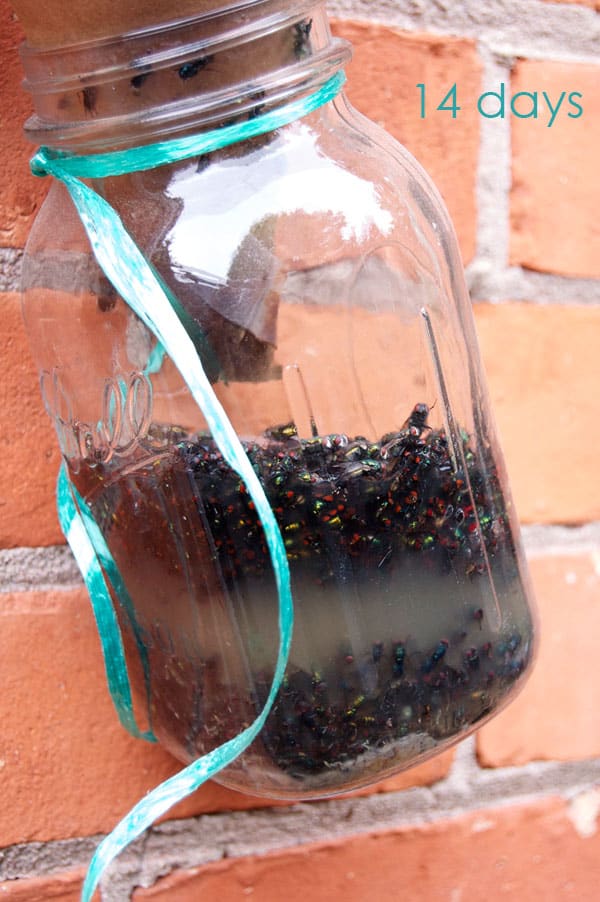 Diy Fly Trap Jar