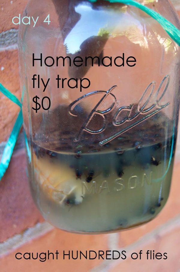 Diy Fly Trap Outdoor