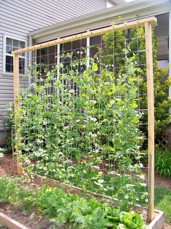 Diy Garden Trellis For Peas