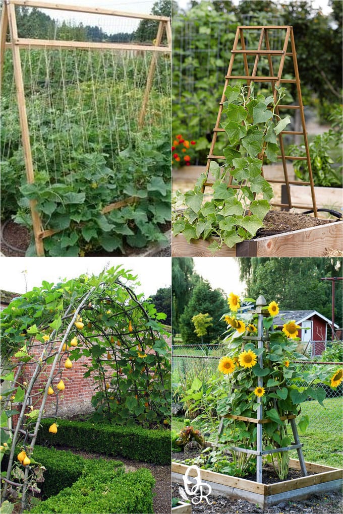 Diy Garden Trellis For Squash