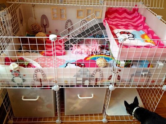 Diy Guinea Pig Cage Decor