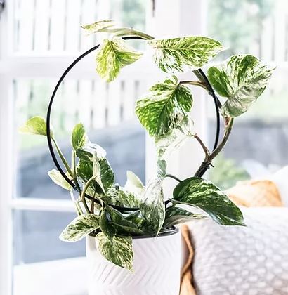 Diy Hoop Trellis For Potted Plants