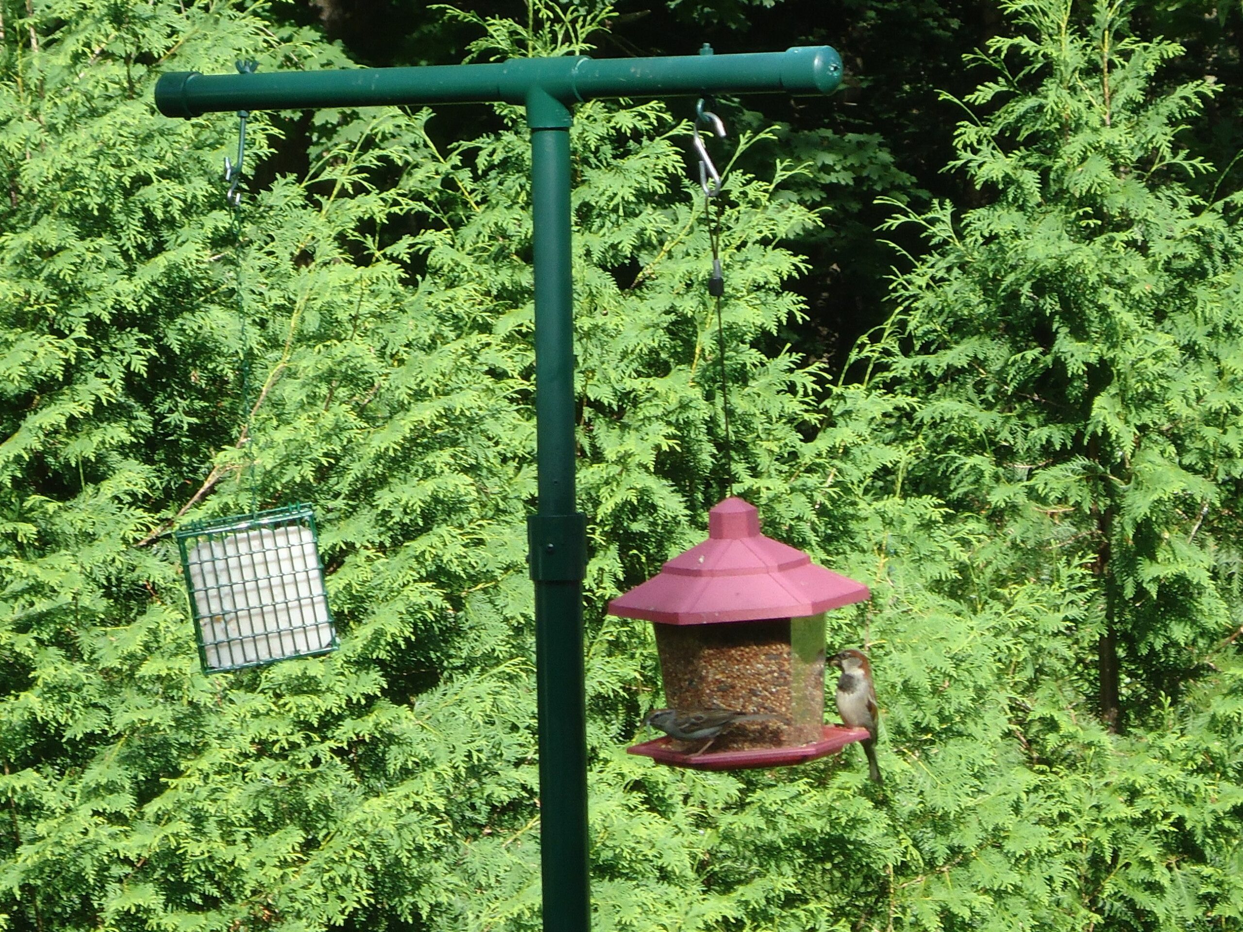 Diy Hummingbird Feeder Pole