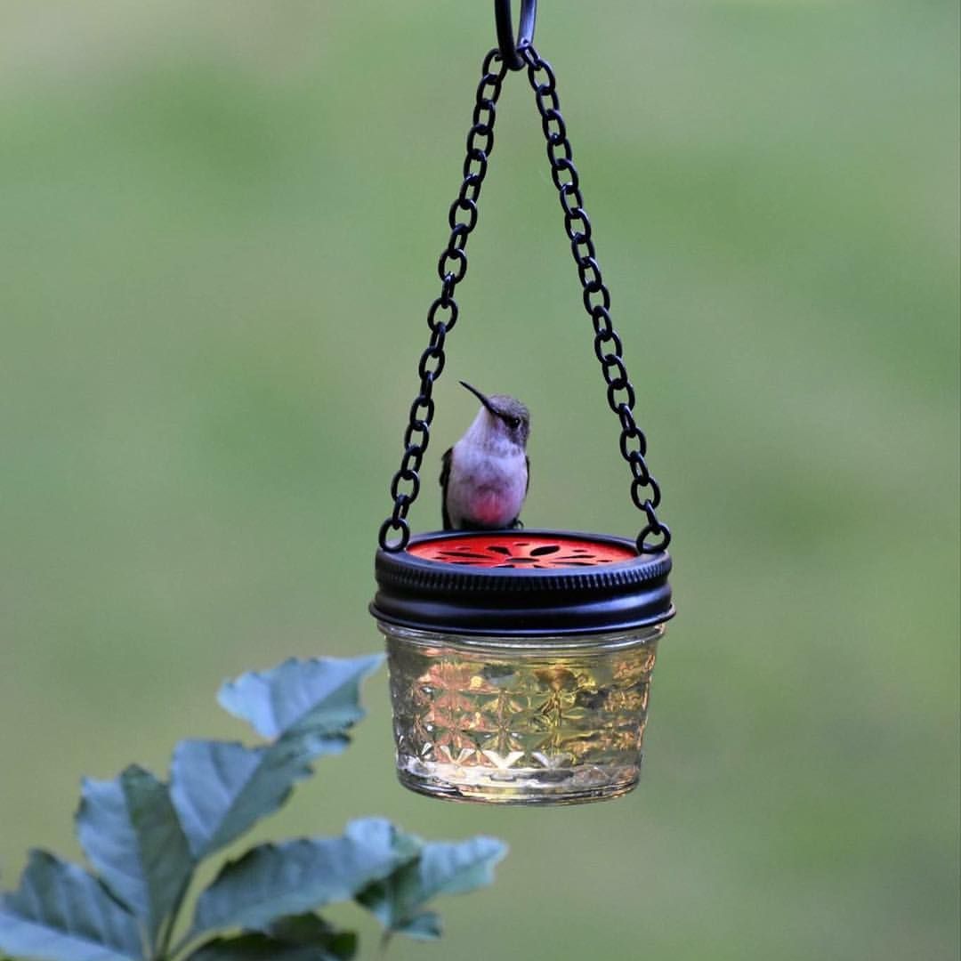 Diy Hummingbird Feeder